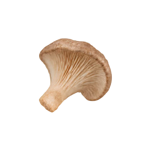 Pleurotes